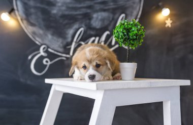 Corgi köpek yavrusu Studio bir sandalye üzerinde yatıyor.
