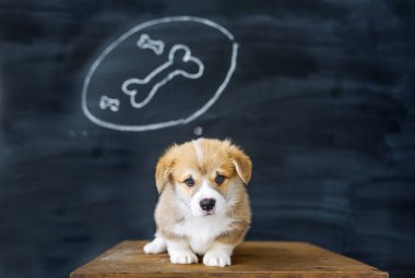 Corgi köpek yavrusu güzel studio çizim arka planı portresi. Lezzetli kemik köpek yavrusu hayalleri.