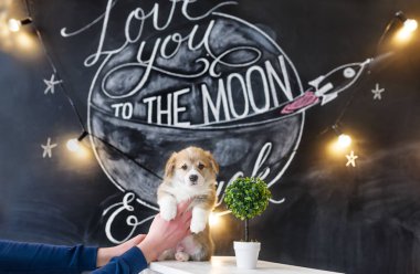 Corgi köpek yavrusu güzel studio çizim arka planı portresi. Köpek sahibinin el tutar.