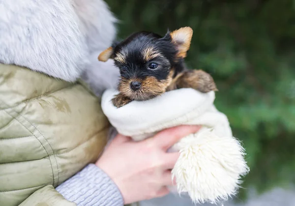 女性の手でかわいい子犬ヨークシャー — ストック写真