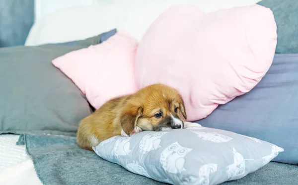 Валлийский щенок корги лежит на диване среди подушек — стоковое фото