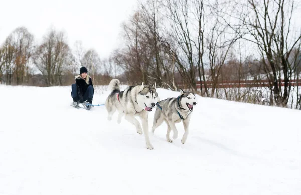 Rodelen met twee hond huskies — Stockfoto