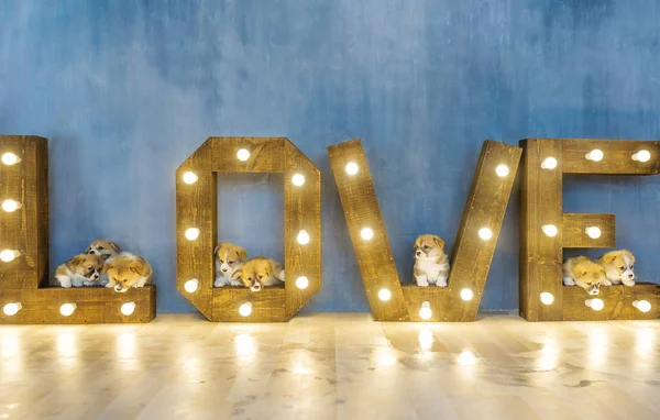 Schöne Welpen im Studio vor dem Hintergrund des Wortes Liebe. Frühlingsfest. 8. März — Stockfoto