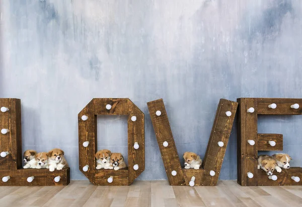 Prachtige puppies in studio tegen de achtergrond van het woord liefde. Vakantie van de lente. 8 maart — Stockfoto