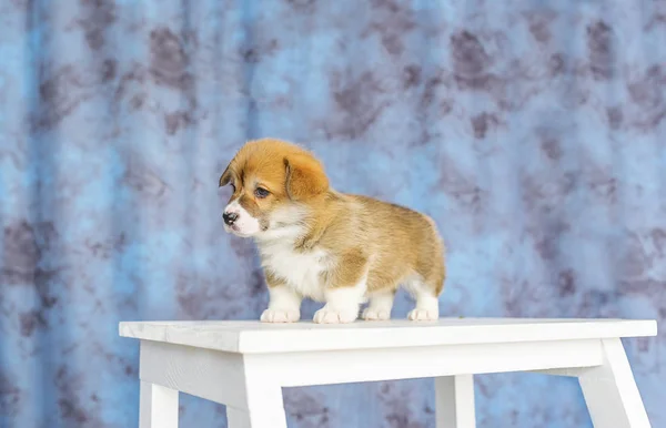 Cachorro galés Corgi sentado en la silla. sobre fondo azul —  Fotos de Stock