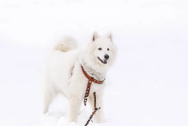 White Samoyed dog breed in the winter on snow-covered ground — Stock Photo, Image