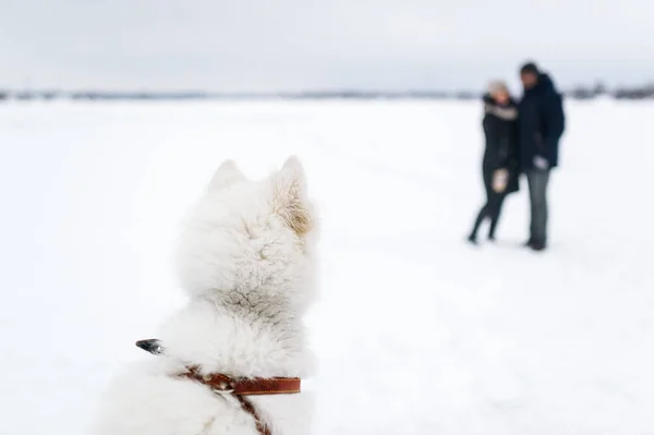 Den stora vita hunden klockor de älskande par i vinterdag. — Stockfoto