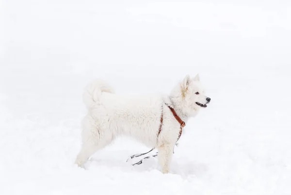 Мила самотні собака в снігу в зимовий день — стокове фото