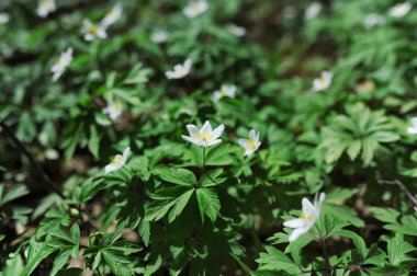 Ormanda beyaz çiçek şakayığı
