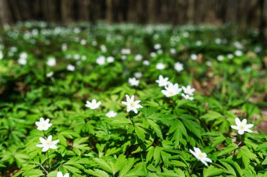 Beyaz çiçekler anemone ormandaki. İlk bahar çiçekleri