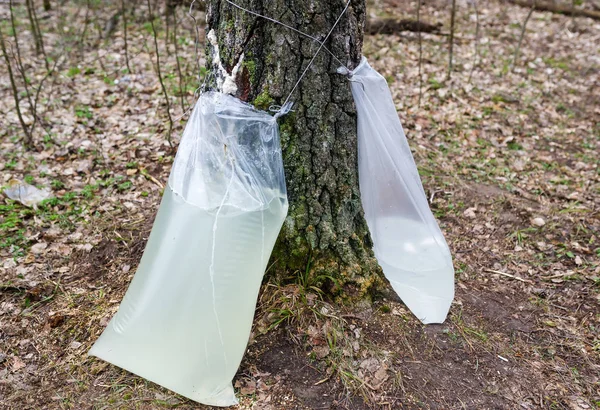 Cosecha de savia de abedul en un bosque de primavera . — Foto de Stock