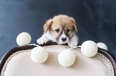 Siyah arka plan geri sandalyede nedeniyle Corgi köpek topları ile bakıyor