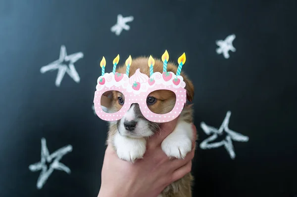 Filhote de cachorro super engraçado em óculos — Fotografia de Stock