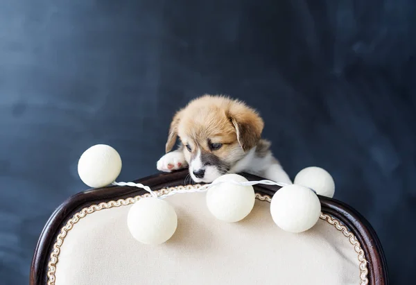 Cachorro Corgi con bolas mira hacia fuera debido a una silla sobre fondo negro — Foto de Stock