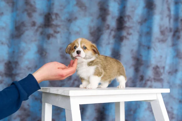 Buen perrito. Mano maestra con delicadeza para cachorro corgi —  Fotos de Stock