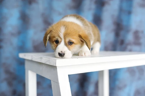 Beyaz tahta sandalyede köpek yavrusu sevimli köpek yavrusu köpek portre, uzan.