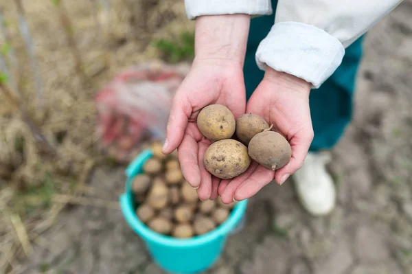 Manos sosteniendo papas orgánicas frescas . — Foto de Stock