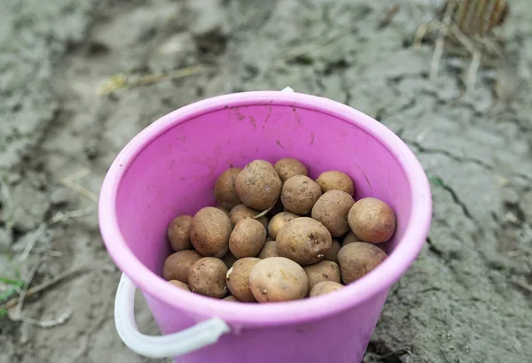 Ведро с картошкой на фоне вспаханного поля. Лучший сорт для будущего урожая . — стоковое фото