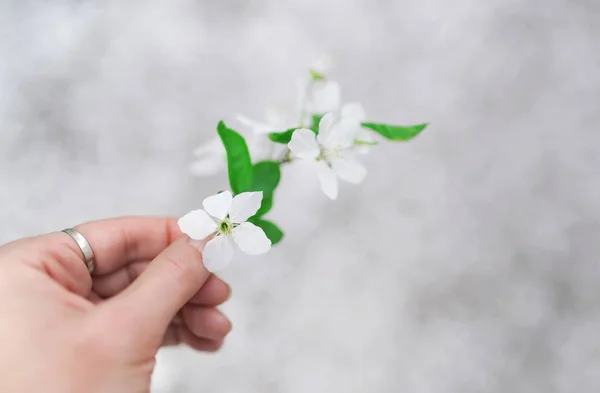 La mano del hombre da una flor blanca con amor. Romance, sentimientos —  Fotos de Stock