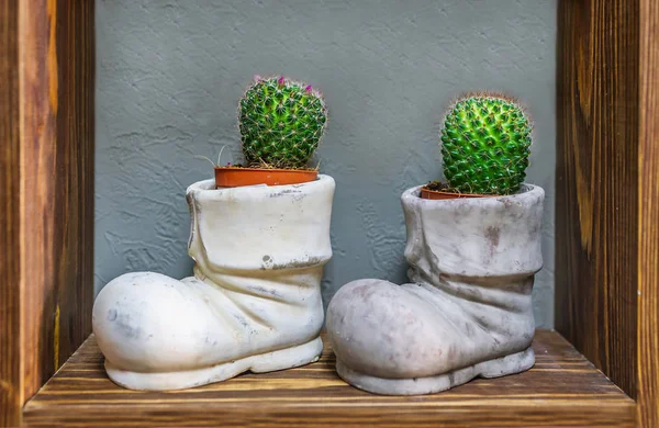 Un cactus plantes en pot de fleurs de démarrage — Photo