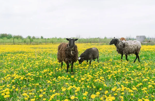 Zwarte lammeren in de groene weide in het voorjaar. — Stockfoto