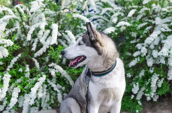 Siberian Husky portrait with white flower background — Stock Photo, Image