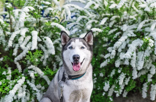 Siberian Husky portrait with white flower background — Stock Photo, Image