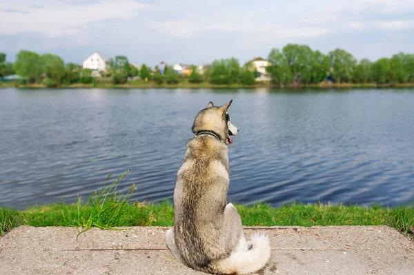 Сибирский Хаски смотрит на воду. вид сзади — стоковое фото