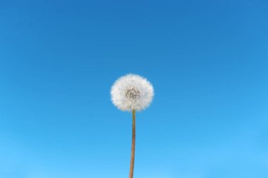 Mavi arkaplanda beyaz karahindiba