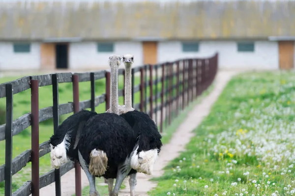 Twee struisvogel op een boerderij in Wit-Rusland — Stockfoto