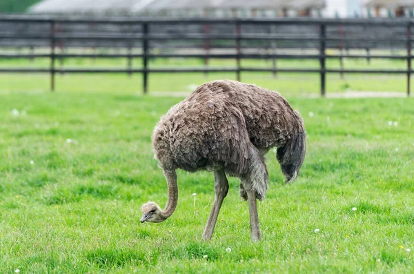 Struisvogels op een boerderij in bos, buiten de stad — Stockfoto