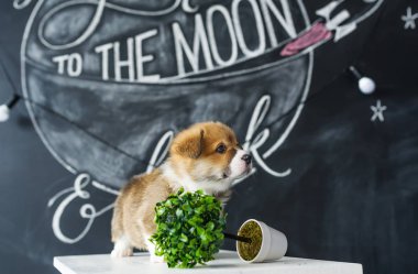 Şirin köpek yavrusu Corgi resim arka plan üzerinde