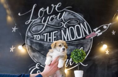 Elinde yıldız resim arka plan üzerinde köpek yavrusu