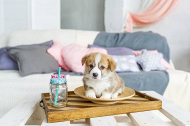 Şirin komik yavru köpek evde plaka