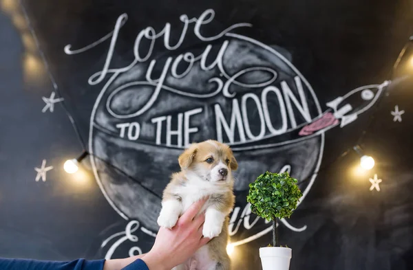 Cachorro en las manos en el fondo de la imagen estrella — Foto de Stock