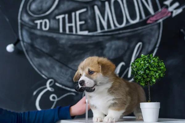 Einstein'ın görüntüdeki bıyıkları ile köpek yavrusu