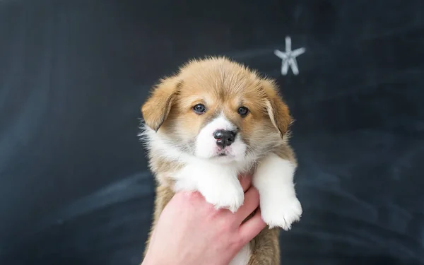 Cachorro en las manos en el fondo de la imagen estrella —  Fotos de Stock