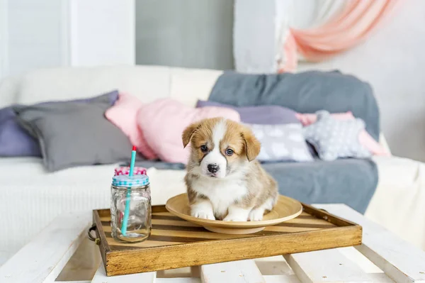 Мила смішна собака цуценя в тарілці вдома — стокове фото