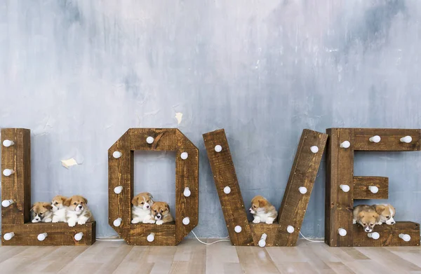 Groep van leuke puppy tegen de achtergrond van het woord liefde — Stockfoto