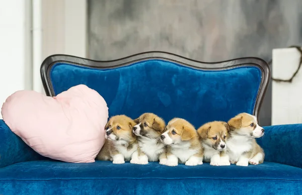 블루 소파에 앉아 5 corgi 강아지 모래 색깔의 그룹 — 스톡 사진