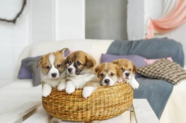 Милые смешные щенки в плетеной корзине дома — стоковое фото