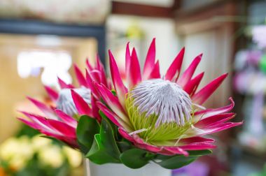 Protea çiçek portre.