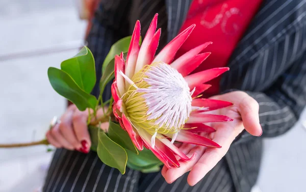 Protea flower in hands at the woman