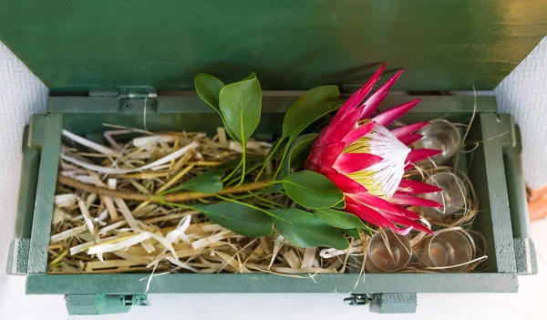 Flor de Protea en una caja de regalo — Foto de Stock