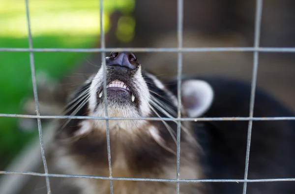 Raton laveur agressif dans une cage . — Photo