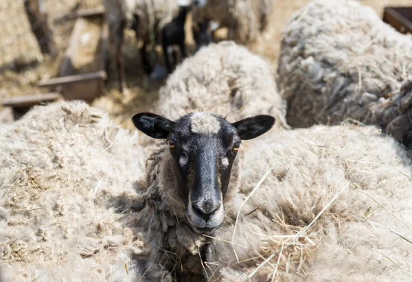 Ovce v serverové farmě. Farma hospodářských zvířat. Stádo ovcí — Stock fotografie