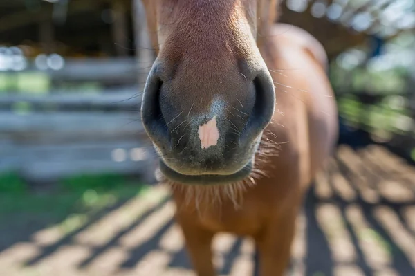 An abstract shot of the muzzle of a chestnut horse — Stock Photo, Image