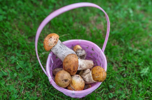 Cesta de mimbre con champiñones en hierba —  Fotos de Stock