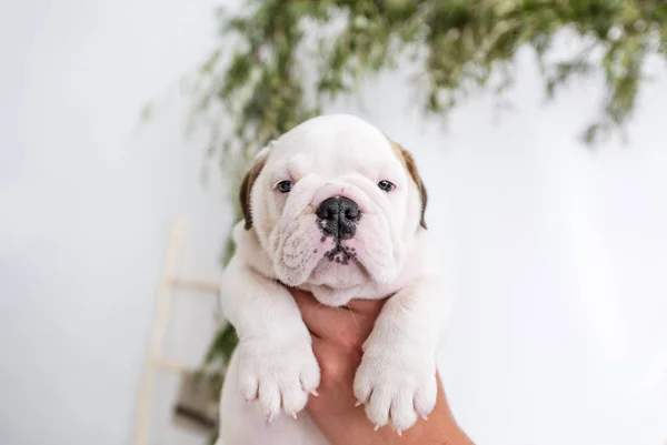 Cuatro semanas de edad bulldog inglés cachorro en la mano — Foto de Stock