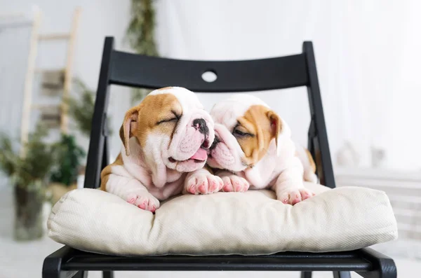 Coppia di piccoli cuccioli carino casualmente rilassante in sedia — Foto Stock